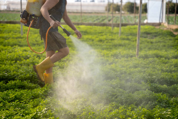 Best Pest Removal Services  in Spring Valley Lake, CA