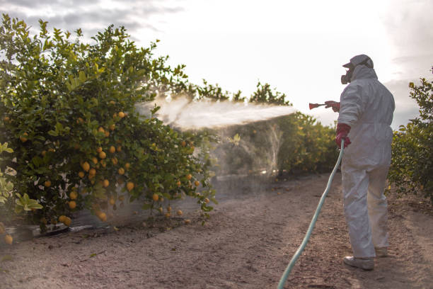 Best Bed Bug Extermination  in Spring Valley Lake, CA