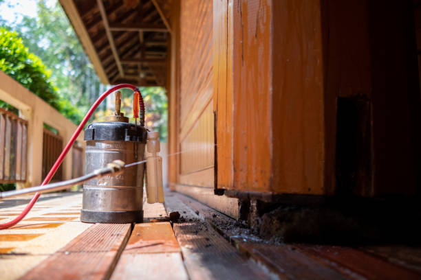 Best Termite Control Services  in Spring Valley Lake, CA