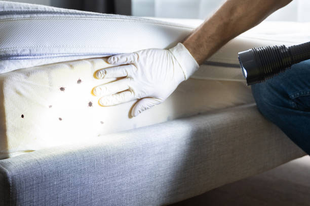 Best Wasp Removal Services  in Spring Valley Lake, CA