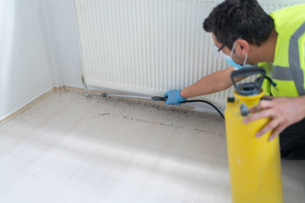 Professional Pest Control in Spring Valley Lake, CA